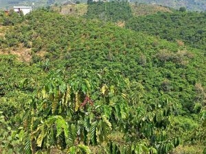 1,5ha đất Lộc Nam