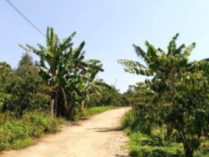 1200m2 cà phê Lộc Đức