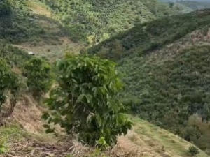 1,7 ha cà phê Lộc Nam