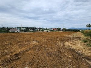 300m2 Đam bri