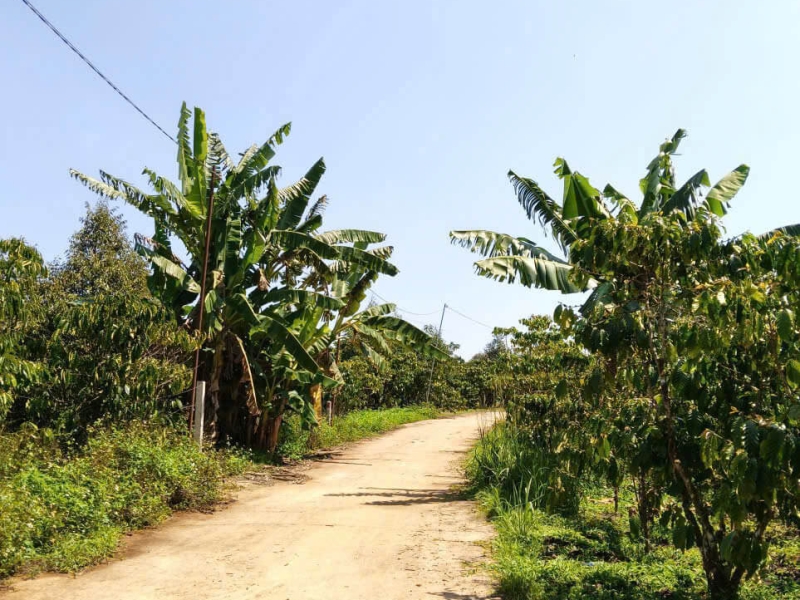 1200m2 cà phê Lộc Đức