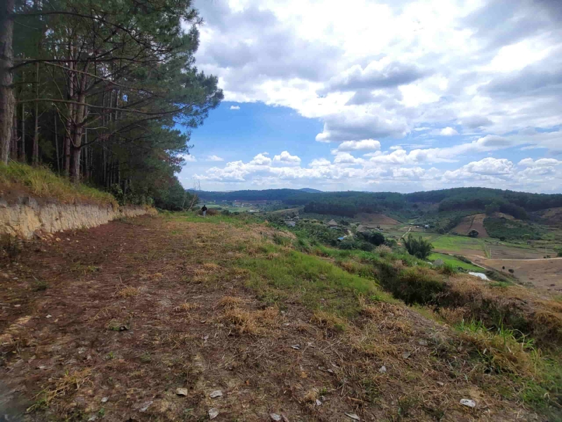 6500m2 đất view Rừng Thông