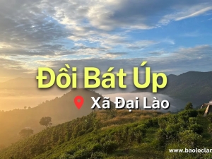 Đồi Bát Úp Đại Lào Bảo Lộc: 