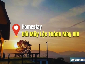 Đồi Mây Lộc Thành May Hill: Địa Điểm Săn Mây Mới Ở Bảo Lộc