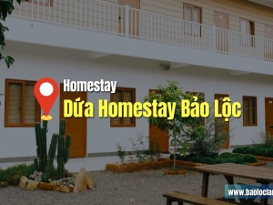 Dứa Homestay Bảo Lộc: Đánh Giá Homestay Mộc Mạc Nhất Ở Bảo Lộc View Đẹp, Giá Tốt