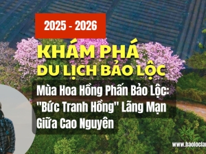 Mùa Hoa Hồng Phấn Bảo Lộc: 