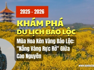 Mùa Hoa Kèn Vàng Bảo Lộc: 