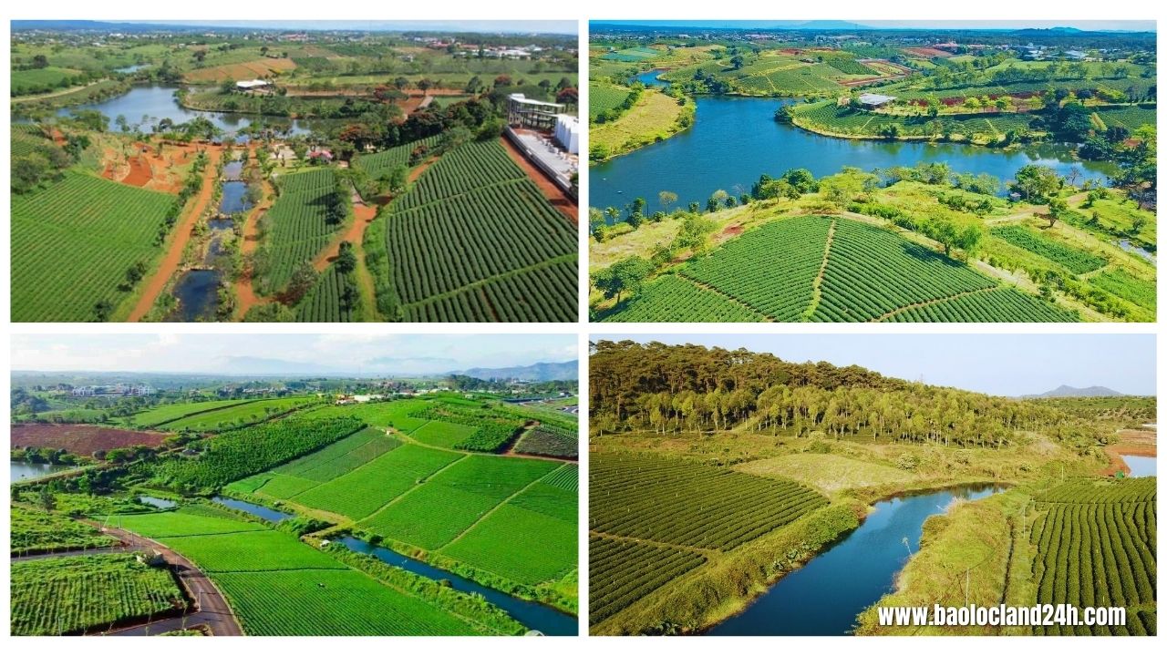 đồi chè tâm châu bảo lộc