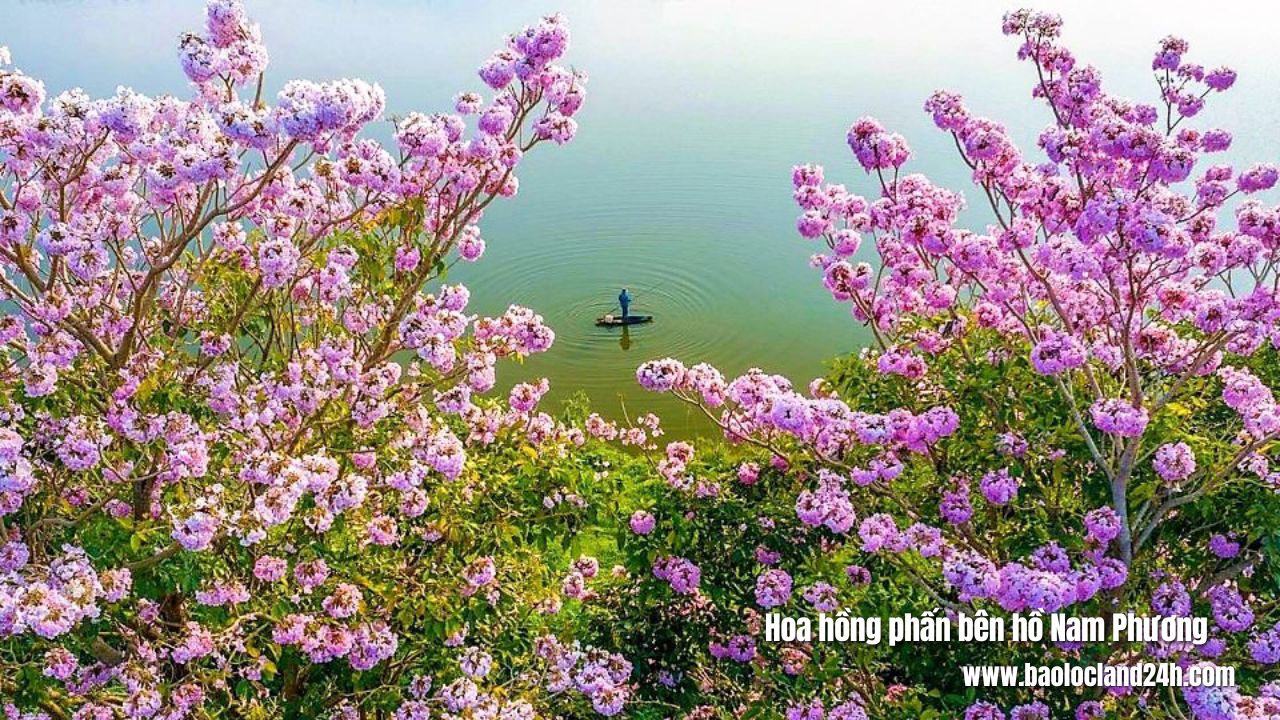 Hoa hồng phấn bên hồ Nam Phương Bảo Lộc