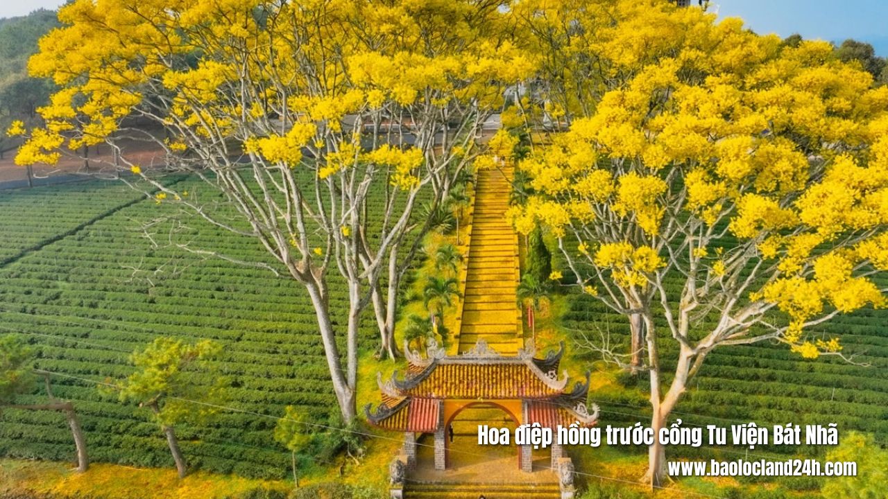 hoa điệp vàng bên tu viện bát nhã bảo lộc