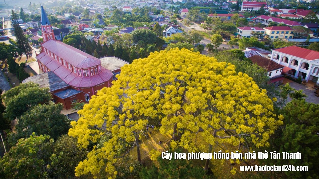 hoa phượng vàng bên giáo xứ tân thanh bảo lộc