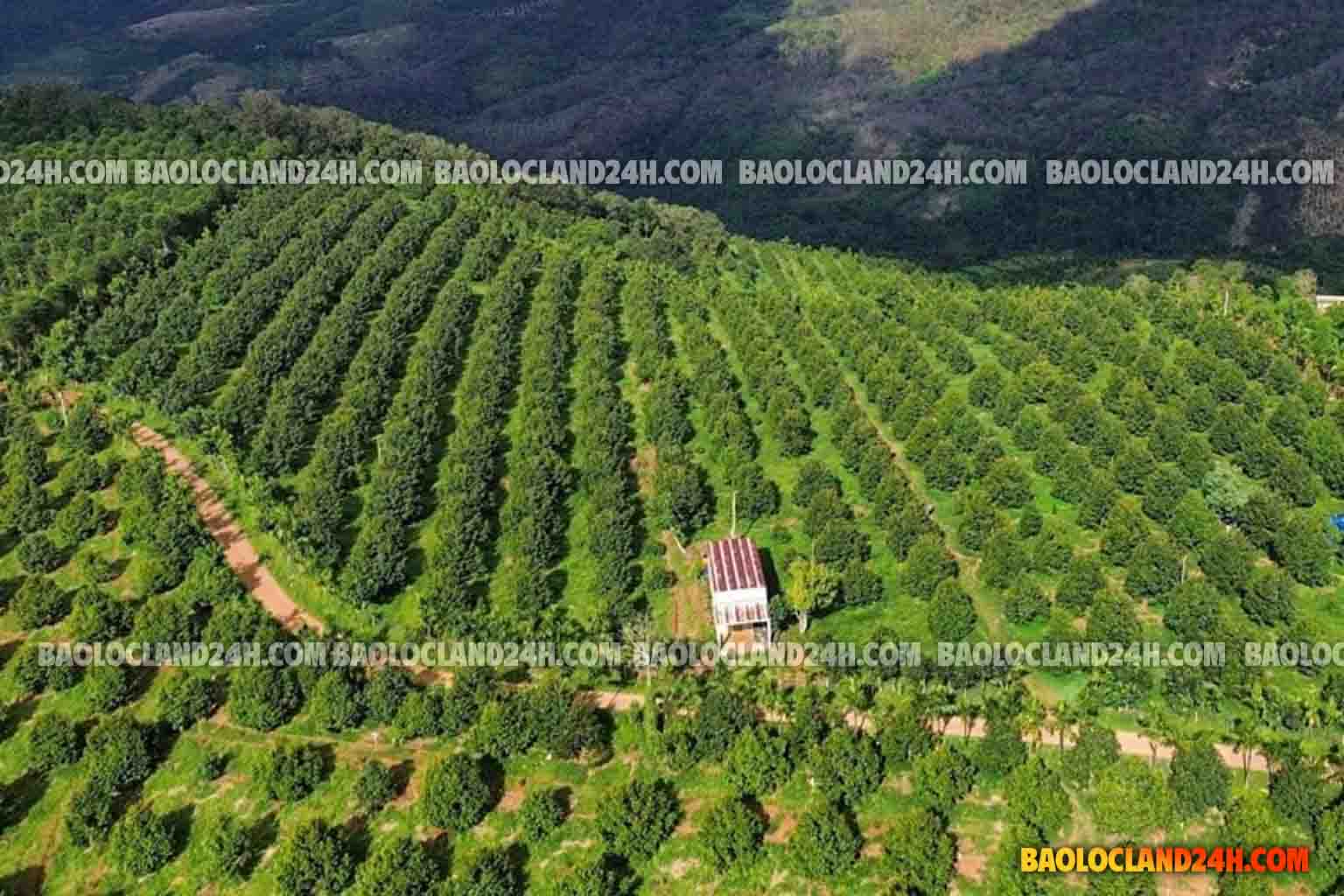 vườn cà phê, sầu riêng bảo lộc