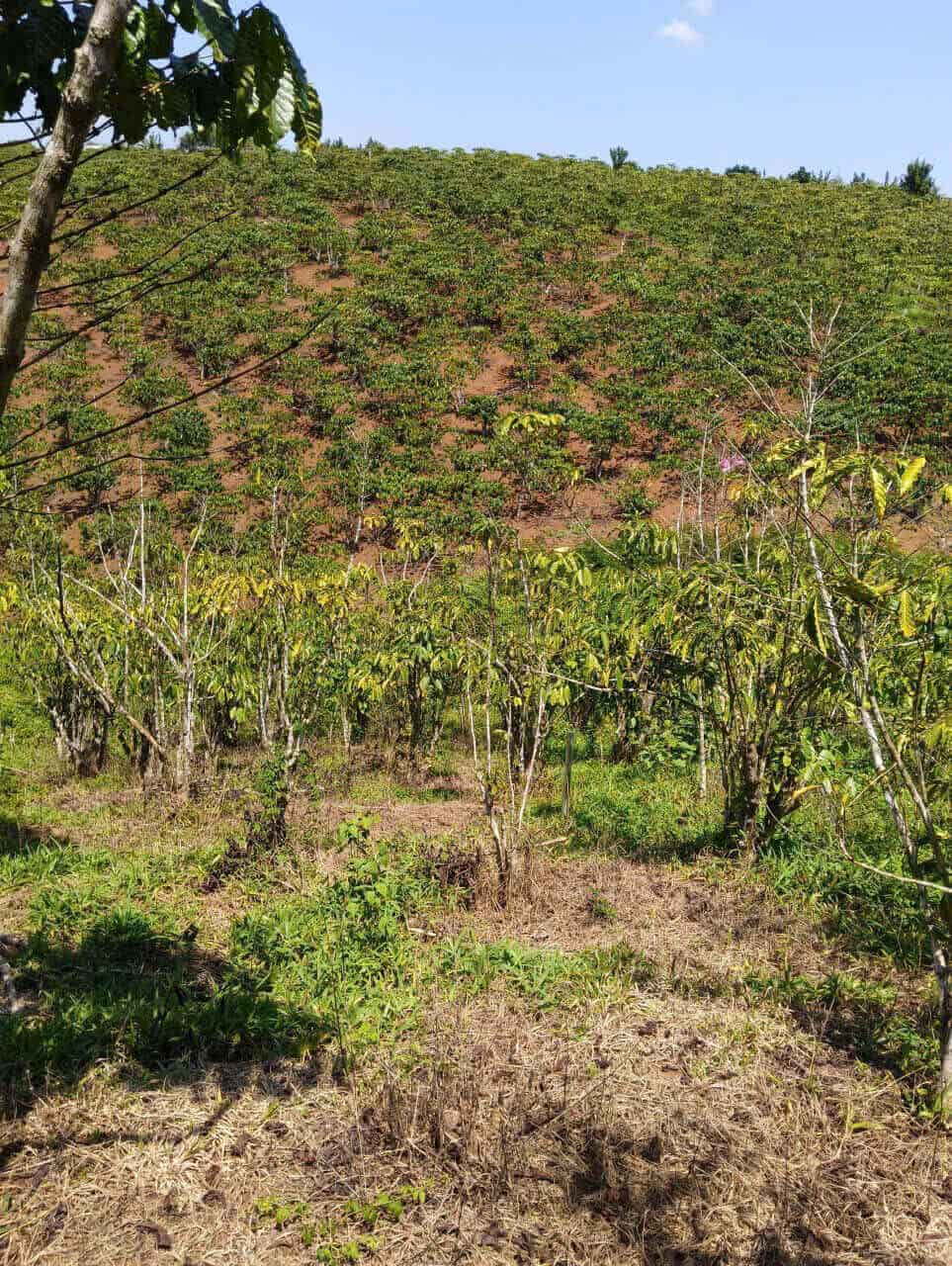 1200m2 cà phê Lộc Đức