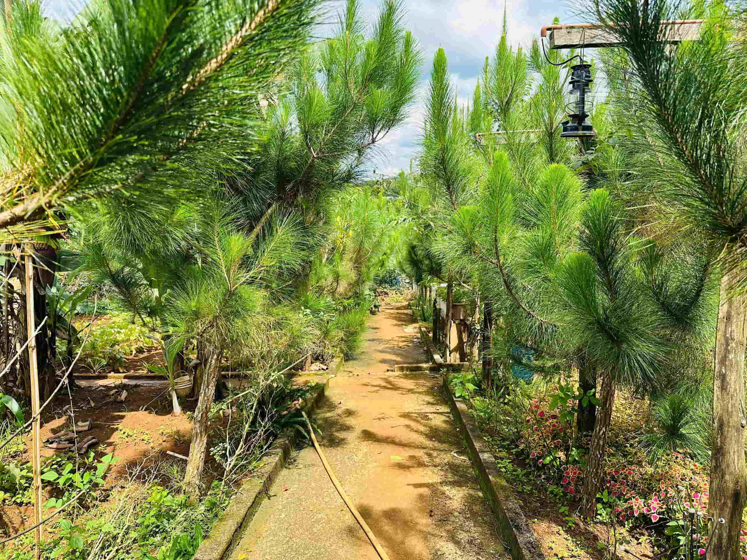 Homestay Lộc An 2.500m2