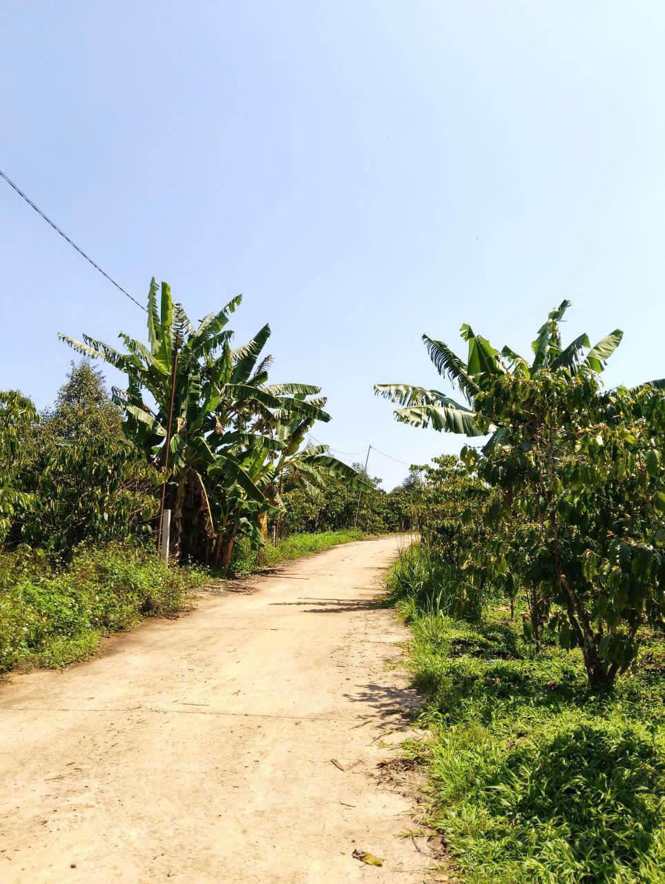 1200m2 cà phê Lộc Đức