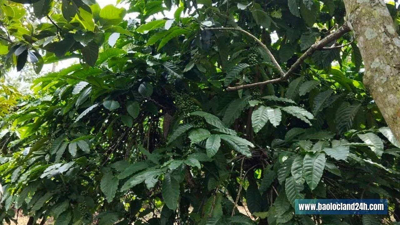 1ha2 đất vườn Lộc An