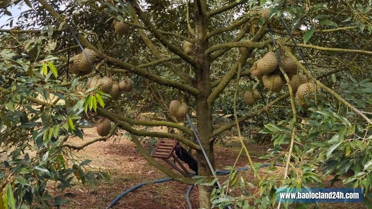1ha2 đất vườn Lộc An
