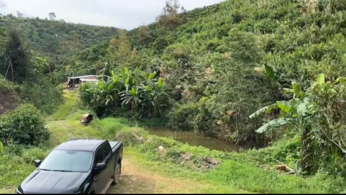 1,7 ha cà phê Lộc Nam