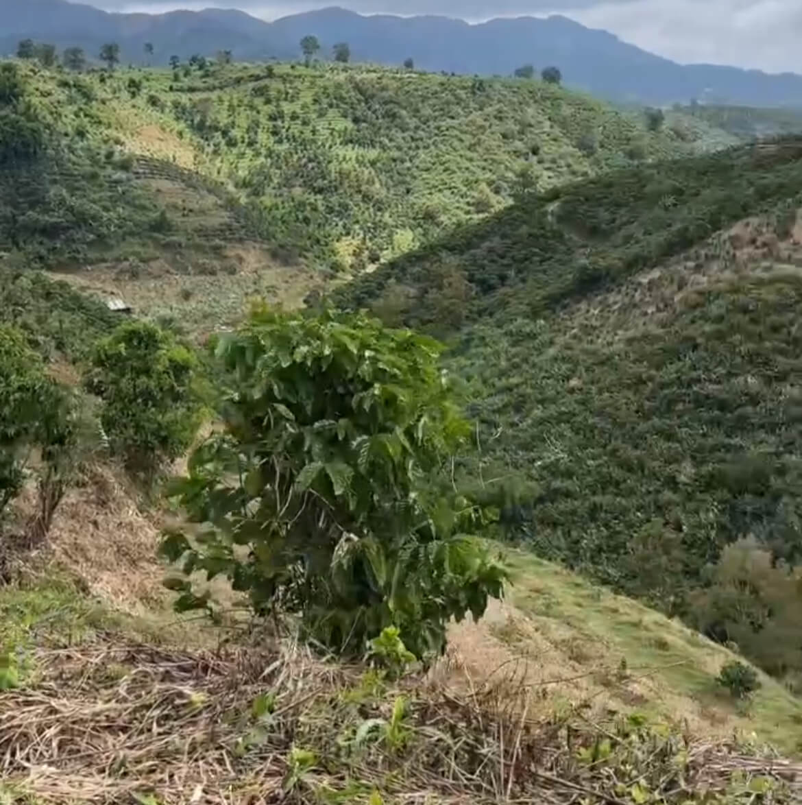 1,7 ha cà phê Lộc Nam